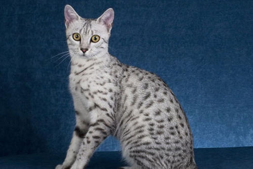 如何让猫咪安静的洗澡