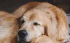 ��ë������ô���������