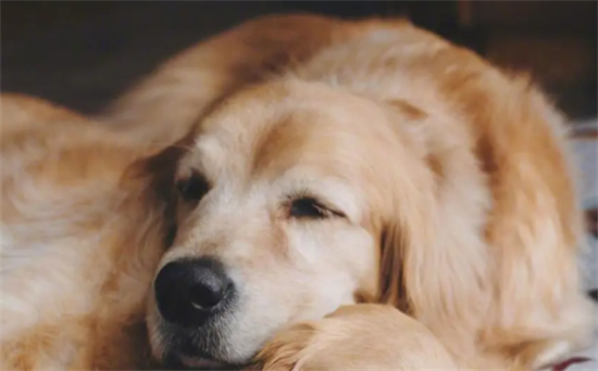 ��ë������ô���������