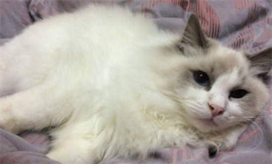 猫咪频繁尿频,可能是尿路感染吗? 猫咪频繁尿频,可能是尿路感染吗?