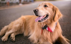 ʲô�������ʺ�����ëȮ��