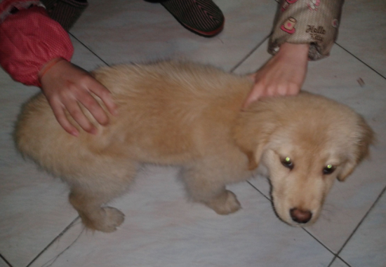 ��ô������ƿιС��ë��Ȯ