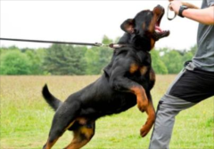 ���ѵ�������ɣ�������ѵ���̳�