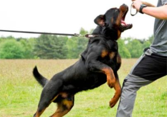 ���ѵ�������ɣ�������ѵ���̳�