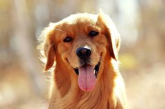 ��ëȮ�Ķ�����ʳ