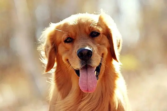 ��ëȮ�Ķ�����ʳ