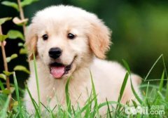 ι����ëȮ��ʳ��