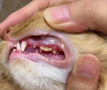 ����è����������ʲô���ӵ�ҩ��