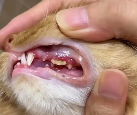 ����è����������ʲô���ӵ�ҩ��