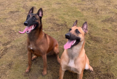 ȮϸС��ʲôҩ���ƣ�