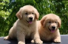 ��Ȯ����ʳҪע��ʲô