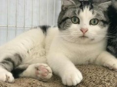 ��è������Ҫ׼������Ʒ����Щ