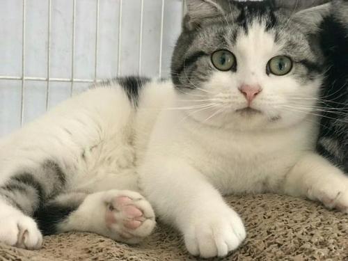 ��è������Ҫ׼������Ʒ����Щ