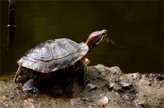 �ڹ꼸�·ݲ���ʳ��