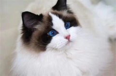 ��ô��è������ͣ�