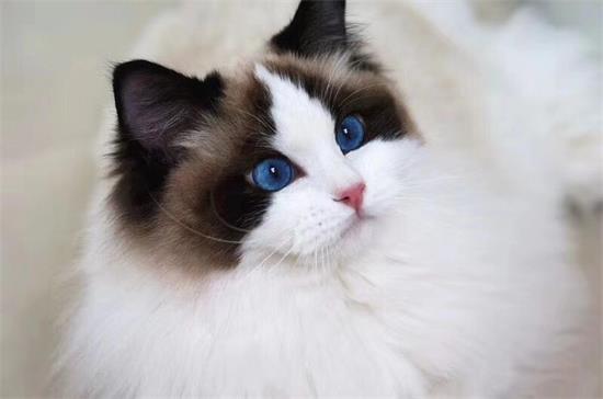 ��ô��è������ͣ�