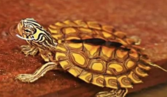 �ڹ겻ι�����᲻����