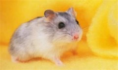 ��η��γ������ֺ����