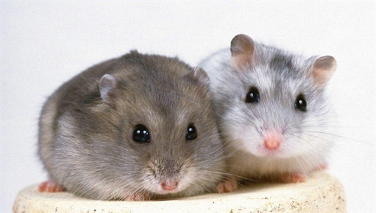 ��μ�������Ľ���״�� ������