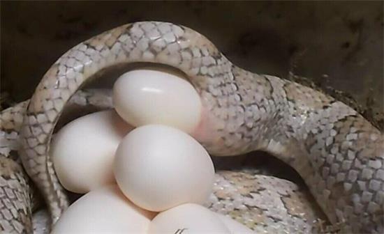 �߻��м������µ�