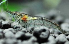 ��ô��ֹ��Ժڿ�Ϻ