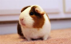 ������������Ҫע��ʲô