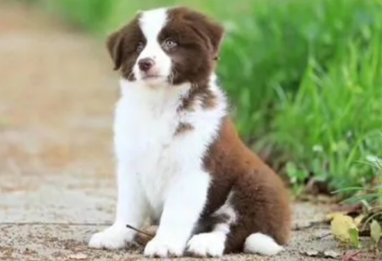 ��ôѵ������Ȯ��С�㣿����Ȯ��С��ѵ��