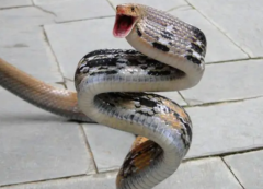 �������ж���