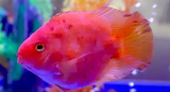 ���췢��������ô��