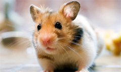 ��������ҧ����ô��