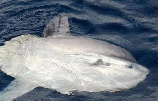 ����Ϊʲô�·�����