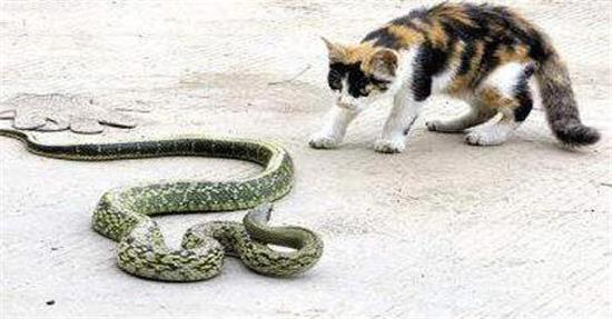 ������è�߸�����