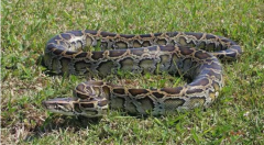 ���������˻���������