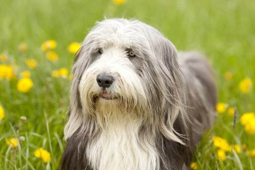 ���ﹷ�ڳ�������