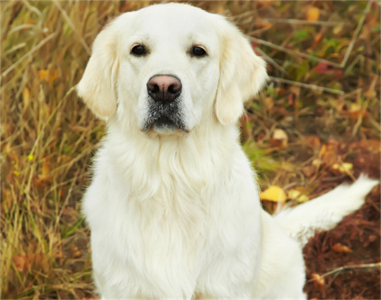 ��ë�������˻���ô����