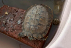 �ڹ겻ι�ԵĻ�����