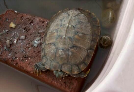 �ڹ겻ι�ԵĻ�����