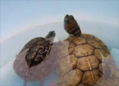 �ڹ꼸�·ݾͲ���ʳ��