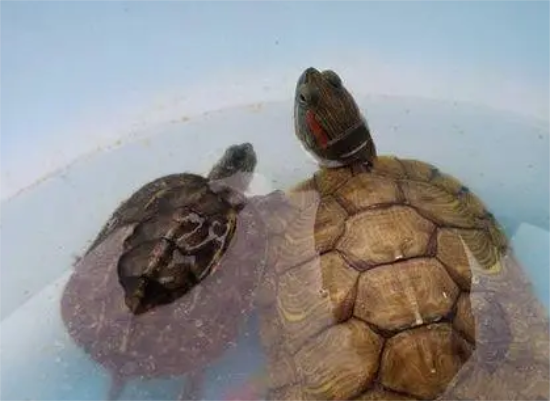 �ڹ꼸�·ݾͲ���ʳ��