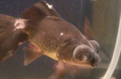 �����ϳ���ë��ʲôҩ