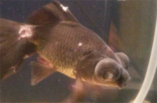 �����ϳ���ë��ʲôҩ