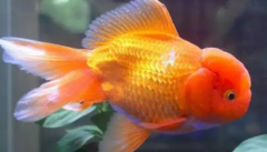 ��ײ����ô����