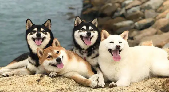 ����ɫ��ȮΪʲô��