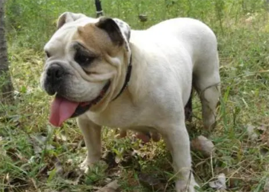 ��ţȮ��μ򵥿���ѵ������