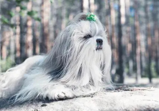 西施犬剪指甲的秘诀