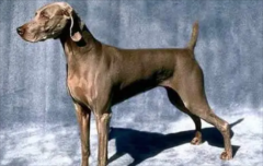 ���������ٶ���һֱ�Ķ�������ʲôԭ��