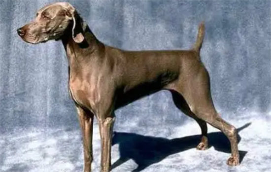 ���������ٶ���һֱ�Ķ�������ʲôԭ��