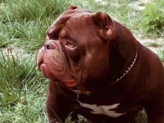 恶霸犬有几个品种?