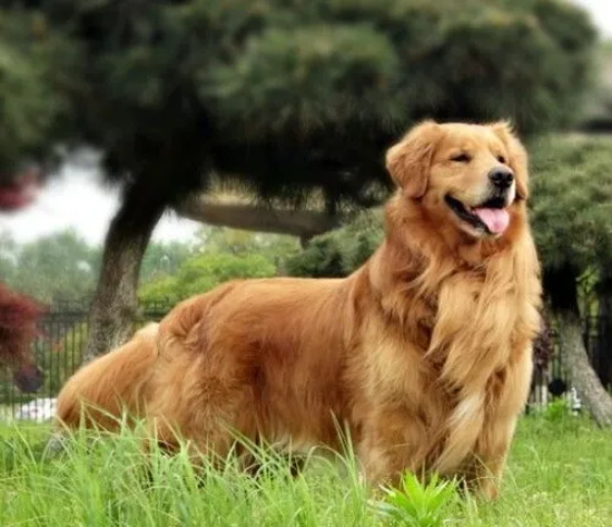 金毛犬什么时间换毛