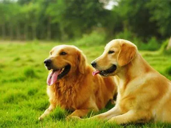 金毛犬什么时间换毛